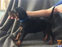 doberman pinscher puppy posted by Guardian Doberman